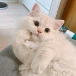 Avatar of Hafeez Qureshi